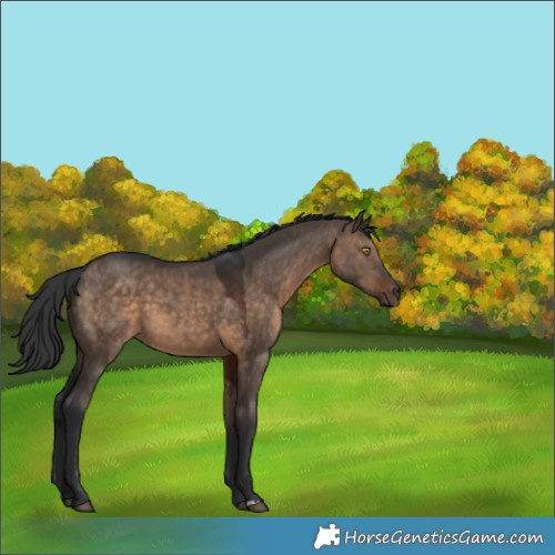 Horse Color:Brown Dun 