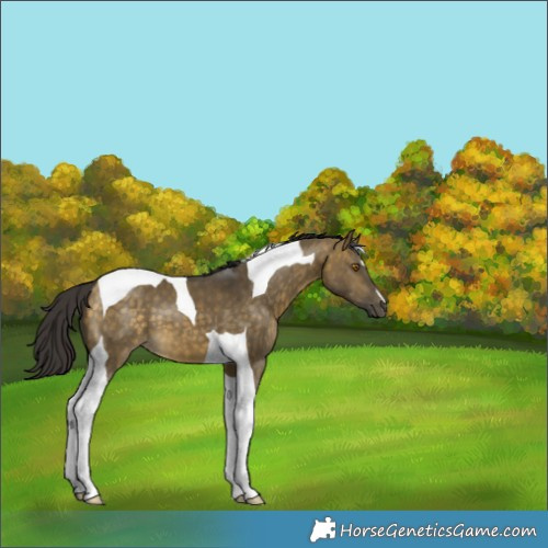 Horse Color:Buckskin Dun Tobiano 
