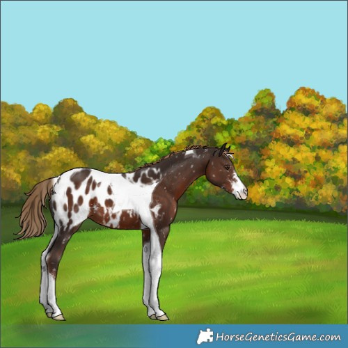 Horse Color:Liver Chestnut Sabino Tobiano Appaloosa 