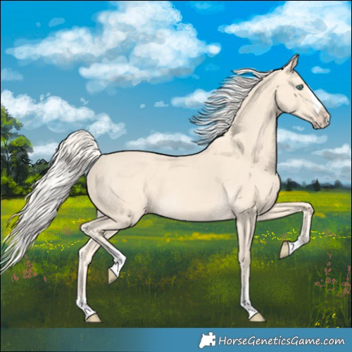 Horse Color:Cremello Splash Tobiano 