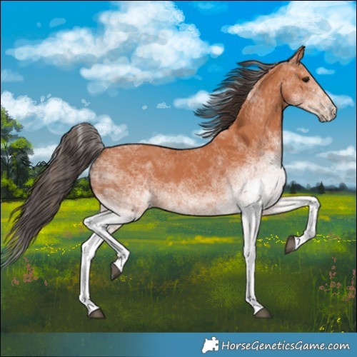 Horse Color:White Spotted Bay 