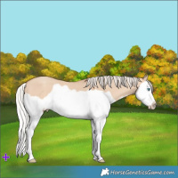 Horse Color:Silver Sable Champagne Dun Splash Frame 