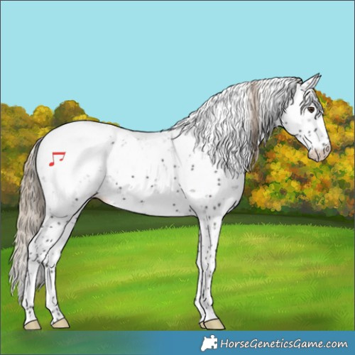 Horse Color:Liver Chestnut Sabino Appaloosa 