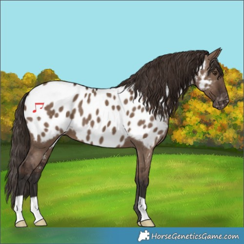 Horse Color:Liver Red Dun Appaloosa 