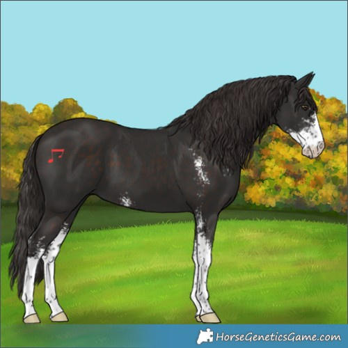 Horse Color:Liver Chestnut Sabino 