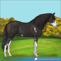 Horse Color:Liver Chestnut Sabino