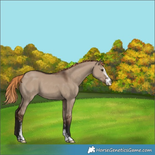 Horse Color:Liver Red Dun Sabino 
