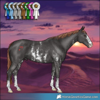 Horse Color:Liver Chestnut Sabino 