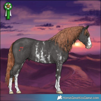 Horse Color:Liver Chestnut Sabino