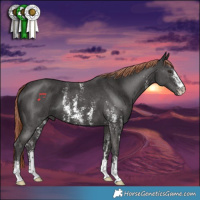 Horse Color:Liver Chestnut Sabino