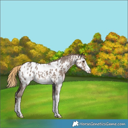 Horse Color:Liver Red Dun Sabino Appaloosa 