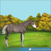 Horse Color:Silver Black Sabino Rabicano 