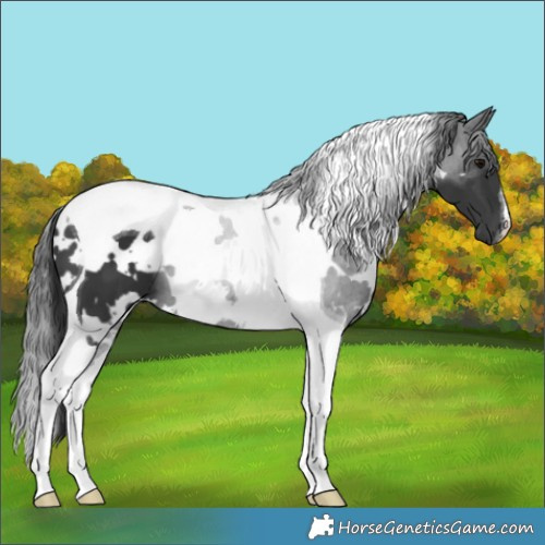 Horse Color:White Spotted Black Tobiano 