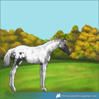 Horse Color:White Spotted Black Tobiano 