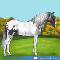 Horse Color:White Spotted Black Tobiano