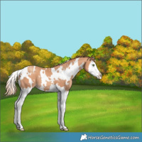 Horse Color:White Spotted Gold Champagne Splash 