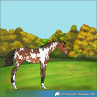 Horse Color:White Spotted Bay 