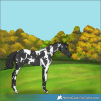Horse Color:White Spotted Black