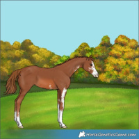 Horse Color:Chestnut Sabino 