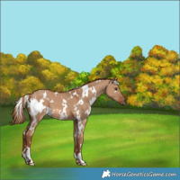 Horse Color:White Spotted Red Dun