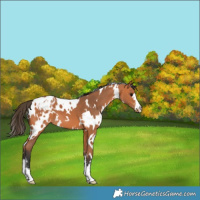 Horse Color:White Spotted Bay Appaloosa