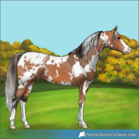 Horse Color:White Spotted Bay Blanket 