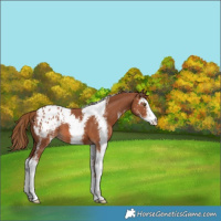 Horse Color:Chestnut Sabino Appaloosa 