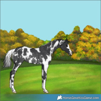 Horse Color:White Spotted Black Rabicano 