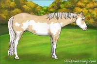 Horse Color:Silver Amber Champagne Dun Splash Frame 