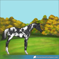 Horse Color:White Spotted Black