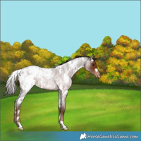 Horse Color:White Spotted Liver Red Roan Appaloosa Rabicano 