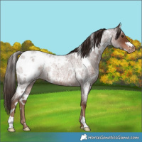 Horse Color:White Spotted Liver Red Roan Appaloosa Rabicano 