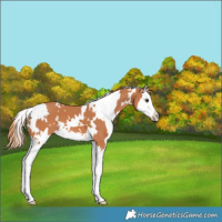 Horse Color:White Spotted Chestnut Splash 