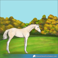 Horse Color:Palomino Pearl Sabino Rabicano 