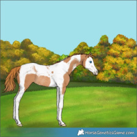 Horse Color:Chestnut Sabino Splash Tobiano Rabicano