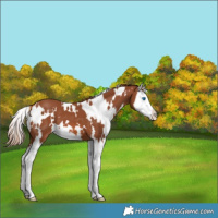 Horse Color:White Spotted Chestnut Splash 