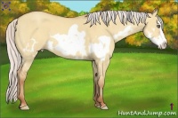 Horse Color:Silver Amber Champagne Dun Splash Frame