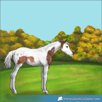 Horse Color:Bay Sabino Splash Tobiano Rabicano 