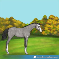 Horse Color:Grullo Roan Sabino