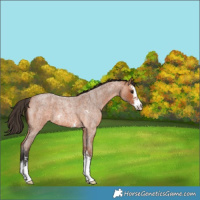 Horse Color:Bay Roan Sabino 