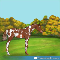 Horse Color:White Spotted Chestnut Varnish 