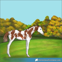 Horse Color:White Spotted Chestnut Splash
