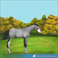 Horse Color:Blue Roan Sabino 