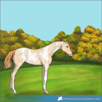 Horse Color:White Spotted Buckskin Pearl 