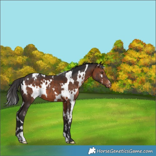 Horse Color:White Spotted Brown Appaloosa 