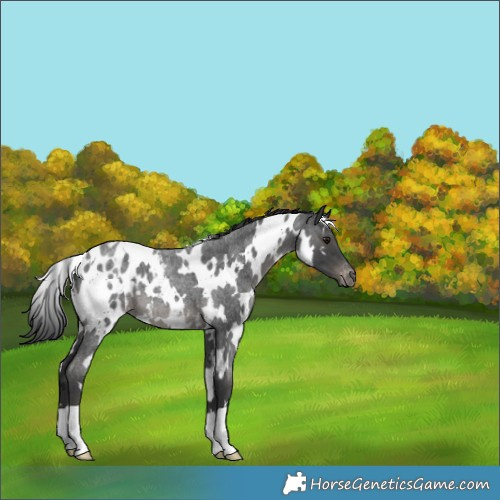 Horse Color:White Spotted Blue Roan Appaloosa 