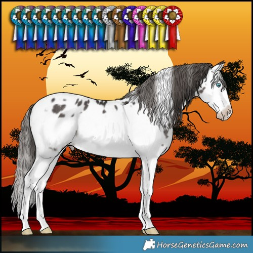 Horse Color:White Spotted Smoky Black Splash Frame Near Leopard Rabicano 