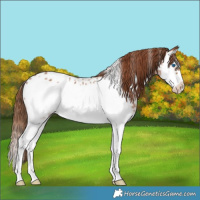 Horse Color:Chestnut Sabino Splash Frame Appaloosa 