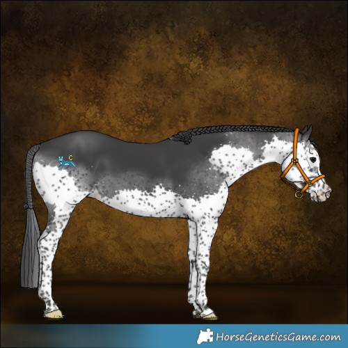 Horse Color:Black Splash 