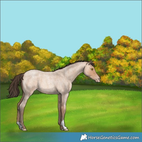 Horse Color:Amber Champagne Roan 